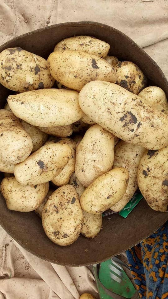 Aton Green Egypt Fresh Fruits & Vegetables